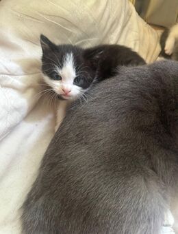 Katze zu Verkaufen - Büdelsdorf