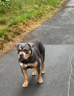 Old englisch Bulldog sucht ein schönes zu Hause - Rodgau