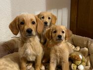 Golden Retriever - Labrador - Toller - Welpen - Stemwede