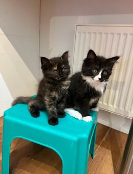 Main coon norweger mix Mädchen - Parkstein