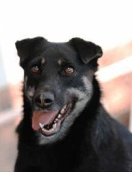 Liebe Lana sucht liebevolles Zuhause - Duisburg