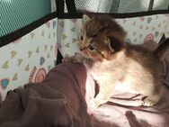 Katzen Babys - Köln