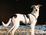 Freundliche Bimka sucht warmes Körbchen - Duisburg