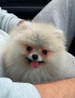 Zwergspitz Pomeranian - Fulda Zentrum