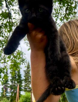 kleiner Kater Kitten Katzen Baby - Barkhagen
