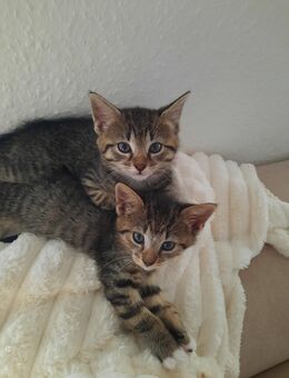 Katzen Babys, 3 Mädels und ein Junge suchen ein Zuhause - Meppen