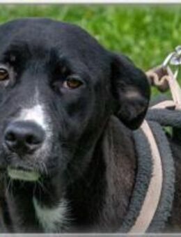 Beatrice ist als Einzige uebriggeblieben - Brunstorf