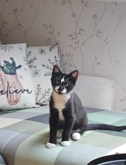 Kitten, Katze, Kater - Metzingen