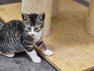 Sina sucht für immer Zuhause - Garbsen