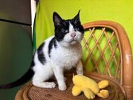 Kamysh - der Sanfte aus dem Hundeshelter - Kirchheim (München)
