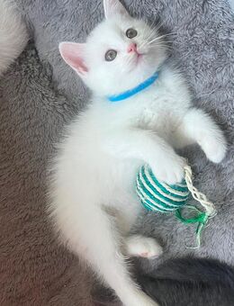 BKH-Kitten - Hamburg