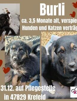 💙 Unser 💙Burli💙 sucht seine Menschen - Freilassing