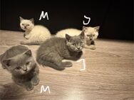 BKH/BLH kitten suchen liebevolles Zuhause - Marl (Nordrhein-Westfalen)