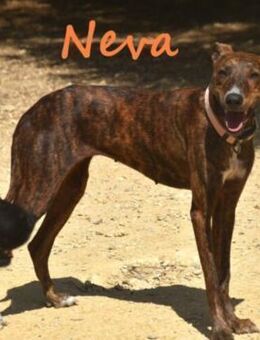 Neva unerwünscht u. verstoßen 10/23 ESP - Ruppertsecken