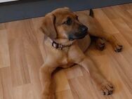 Welpe Mischling Schäferhund 5 Monate - Hahnbach