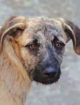 BETTY möchte kuscheln - Gefrees