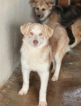 Nala - junge wunderschöne Hündin - Tettau (Bayern)