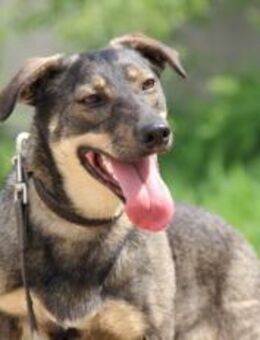 Bucky sucht Frauchen 12/21 - Ruppertsecken