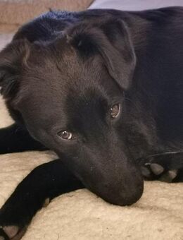 Tulipano 💙💙💙 Hundekind sucht Zuhause - Herxheim (Landau)