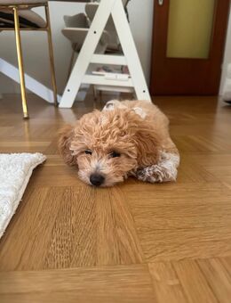 Maltipoo Welpe Toffee - Kirchzarten