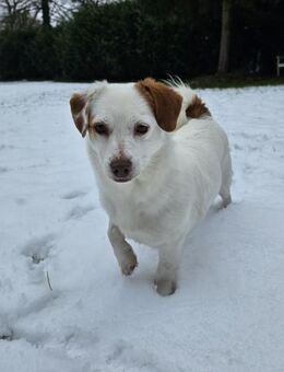 Schmusebacke Nea wünscht eine Familie - Leonberg (Baden-Württemberg)