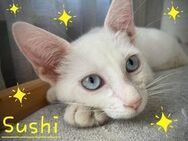 Sushi SiamMix soziales Kitten sucht! - Benediktbeuern