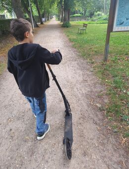 Chihuahua Deckrüde - Mühlhausen (Regierungsbezirk Mittelfranken)