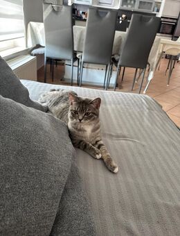 2 weibliche britisch Kurzhaar Katzen(Geschwister) zu verkaufen - Remseck (Neckar) Remseck