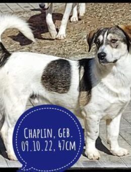 Chaplin sucht hundeerfahrene Menschen - Gelenau (Erzgebirge)