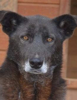 Richard - Pflegestelle oder Zuhause gesu - Oberwies