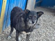 EMILIA sucht GNADENPLATZ! - Neuberg