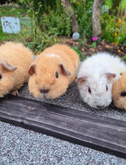 Rex Meerschweinchen Zuchtverkleinerung Jungtiere An Liebhaber - Bad Zwischenahn
