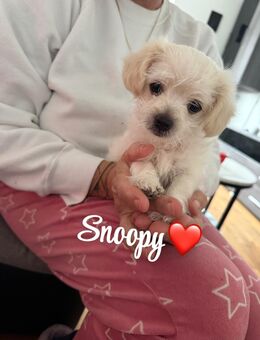 Chihuahua Mischling, Welpen - Bamberg