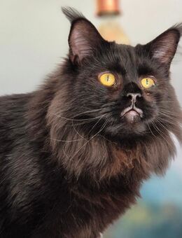 Kastrierter Maine Coon Kater - Thale