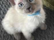 Siam Kitten abzugeben - Fulda