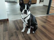 Süßer Boston Terrier - Dingolfing