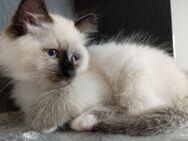 Heilige Birma Kater Sealpoint - Leer (Ostfriesland)
