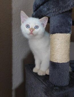 Katzen Babys suchen neue Zuhause - Baltmannsweiler