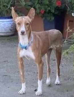 Luna eine sanfte Seele - Berlin