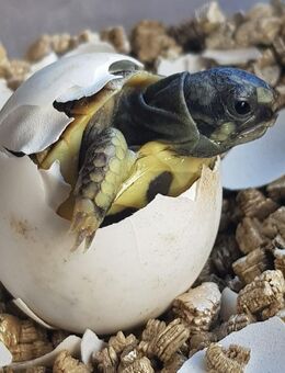 Verkaufe Griechische Landschildkröte (Testudo hermanni hermanni ) Nachzucht 2024 - Bochum