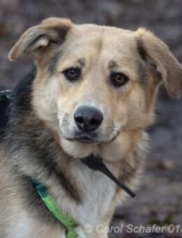 Casper sucht ein liebevolles Zuhause - Egelsbach