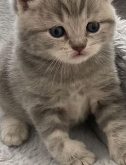 BkH Kitten reinrassig Silver tabby - Bremen
