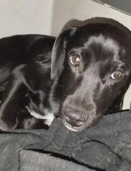 zartes Hundekind MUFFIN - Mamming