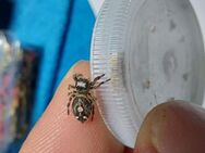 Phidippus regius Bahamas - Altötting