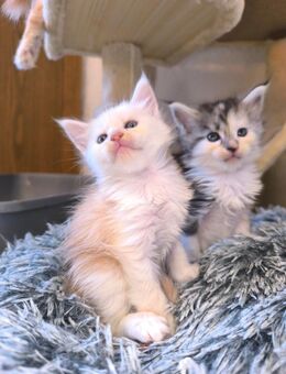 Reinrassige Maine Coons - Alsleben (Saale)