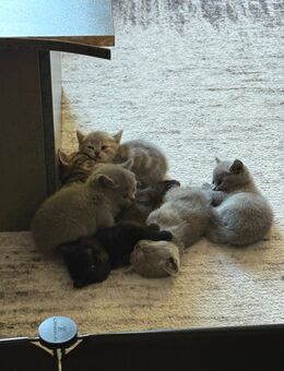 💙🐾 6 Reinrassige Britisch Kurzhaar Kitten (BKH) 🐾💙 - Altenburg