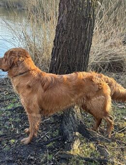 Dark golden Golden Retriever - Düren