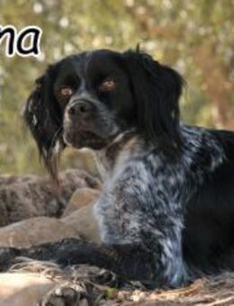 Loona sucht Ihr Herz 💓 - Essingen (Rheinland-Pfalz)