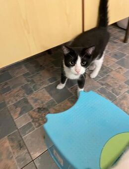 🌟 Liebevoller Kater Mario 🌟 - Eislingen (Fils)