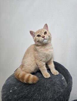 Zwei wunderschöne BKH-Kater suchen ein liebevolles Zuhause 🐾 - Düsseldorf